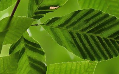 Fall Newsletter 2022